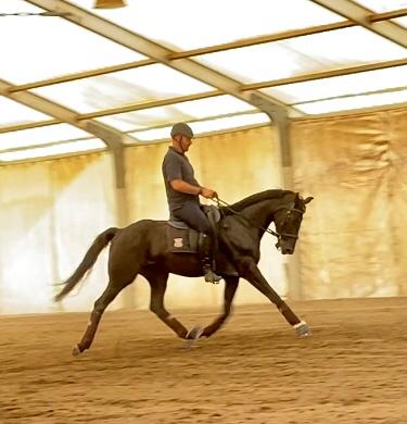scuola di dressage in toscana
