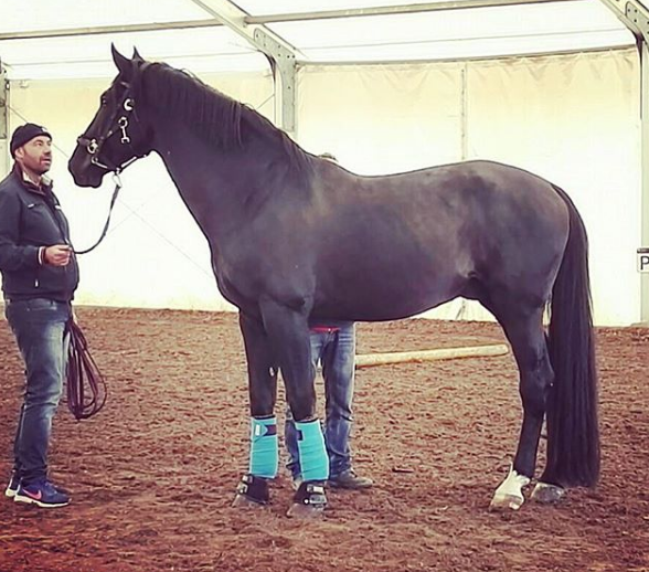 Allevamento di cavalli in toscana